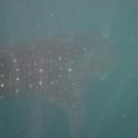 16 Snorkelling with a Whale Shark